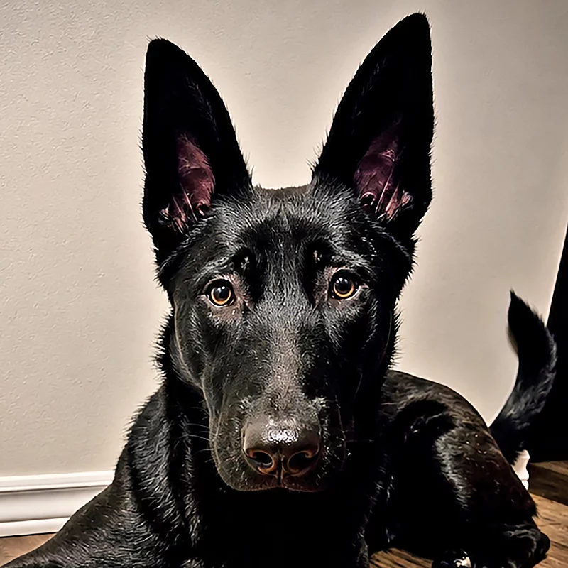 Chatter-Headshot Chatter